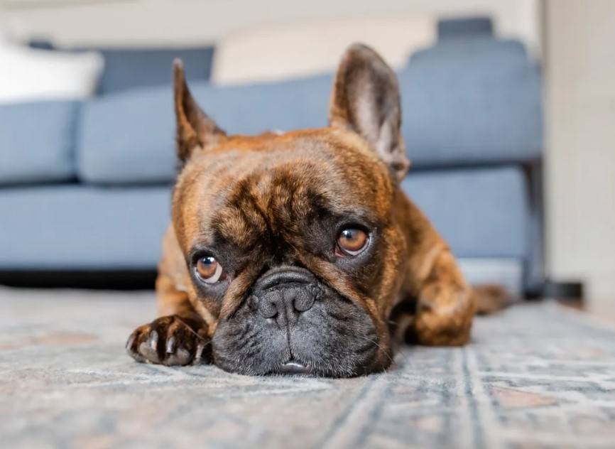 Discovering Your Why in Dog Training and Blogging