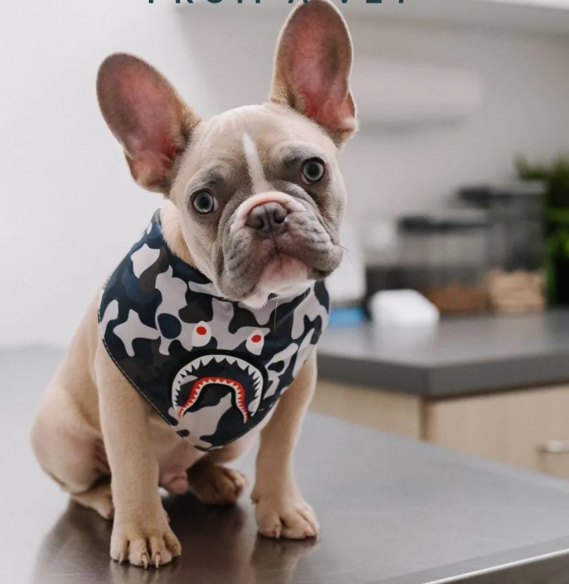 Seeking a Second Opinion from a Veterinarian